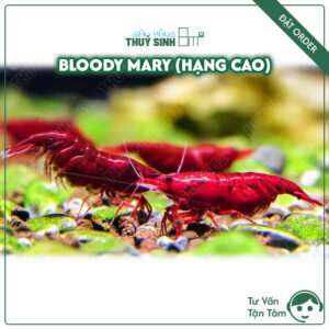 tép màu bloody mary hạng cao. tép màu thuỷ sinh