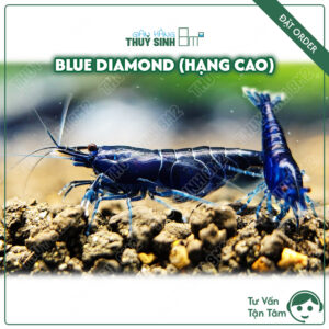 Tép blue diamond hạng cao. tép màu thuỷ sinh