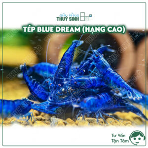 tép màu blue dream tuyển