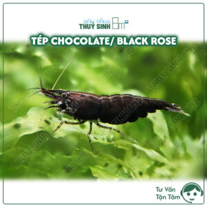 Tép chocolate, tép black rose, tép nâu, tép màu thuỷ sinh