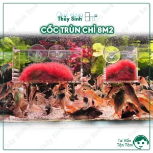 cốc trùn chỉ 8m2