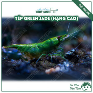 tép green jade tuyển, tép ngọc bích, tép màu thuỷ sinh