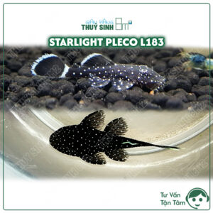 cá pleco L183 starlight. cá pleco nhỏ dễ thương dọn hồ