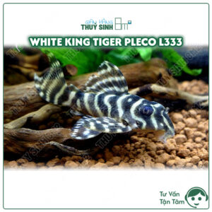 cá pleco l333 white king tiger