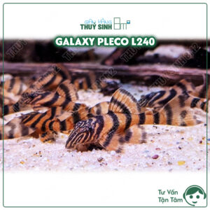 cá pleco L397 alenquer tiger