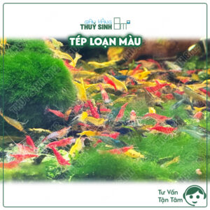tép loạn màu đẹp