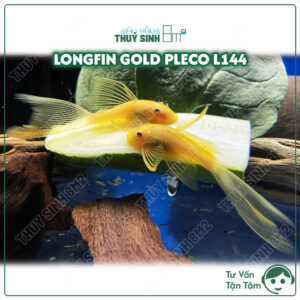 cá pleco longfin gold. cá dọn rêu tảo hồ