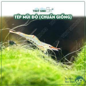tép mũi đỏ, tép ăn rêu tảo hại dọn hồ thuỷ sinh