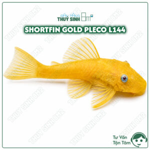 cá pleco shortfin gold. cá dọn rêu tảo hồ