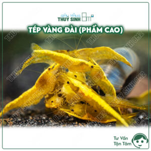 tép vàng đài tuyển, lọc từ gien ultra gold
