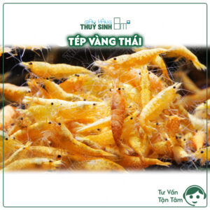 tép vàng thái, tép màu thuỷ sinh