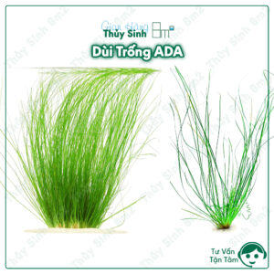Dùi Trống ADA (Eriocaulon Feather Duster)