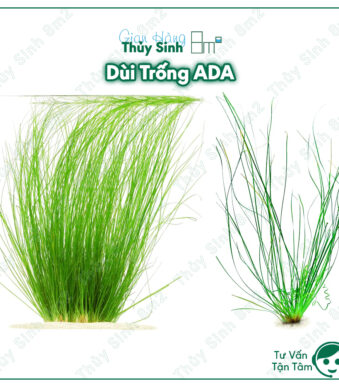 Dùi Trống ADA (Eriocaulon Feather Duster)