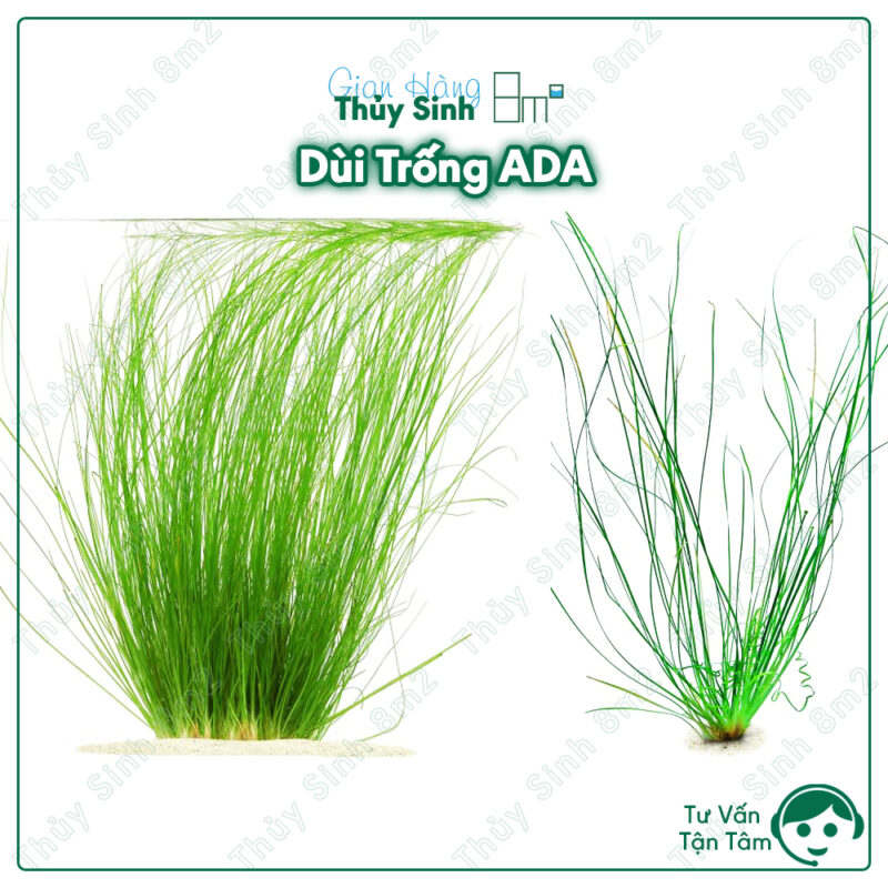 Dùi Trống ADA (Eriocaulon Feather Duster)