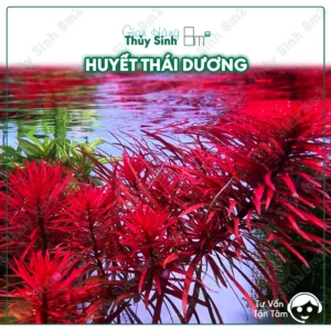 Huyết Thái Dương (Ludwigia Var Meta)