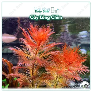 Lông Chim (Proserpinaca Palustris Cuba)