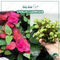 Cây Ovalis Pink Ludwigia
