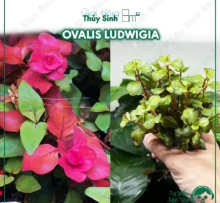 Cây Ovalis Pink Ludwigia