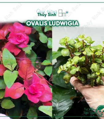 Cây Ovalis Pink Ludwigia