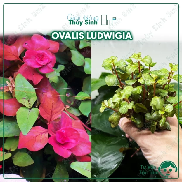 Cây Ovalis Pink Ludwigia