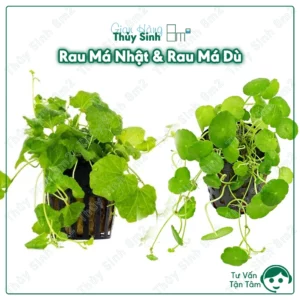 Rau Má Nhật (Cardamine Japonica)