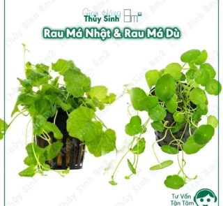 Rau Má Nhật (Cardamine Japonica)