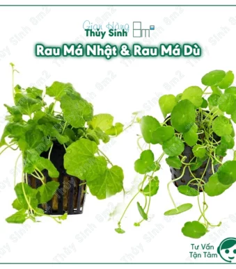 Rau Má Nhật (Cardamine Japonica)