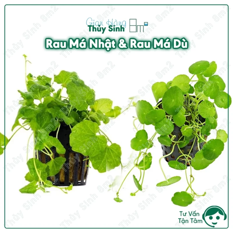 Rau Má Nhật (Cardamine Japonica)