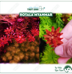 Rotala Myanmar