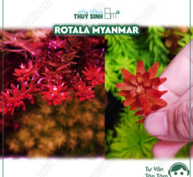 Rotala Myanmar