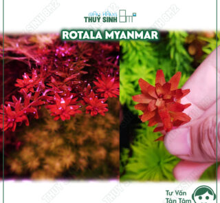 Rotala Myanmar