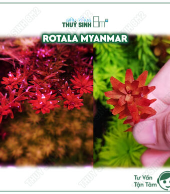Rotala Myanmar