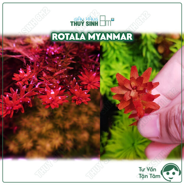 Rotala Myanmar