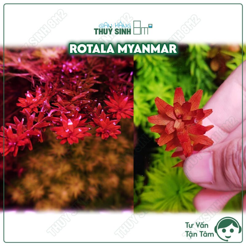 Rotala Myanmar