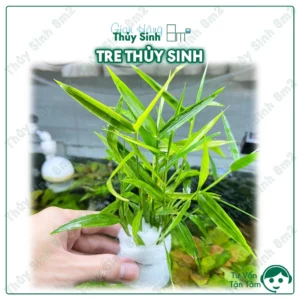 Tre Thuỷ Sinh (Murdannia Keisak)