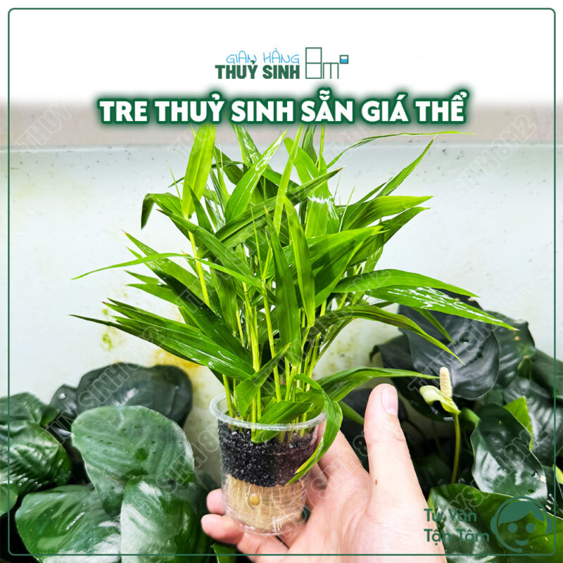Tre Thuỷ Sinh (Murdannia Keisak)