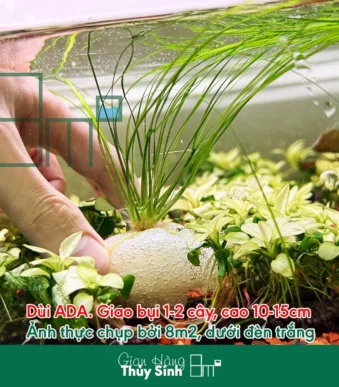Dùi Trống ADA (Eriocaulon Feather Duster)