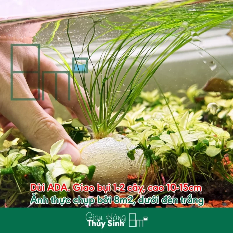 Dùi Trống ADA (Eriocaulon Feather Duster)