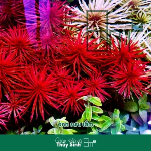 Huyết Thái Dương (Ludwigia Var Meta)
