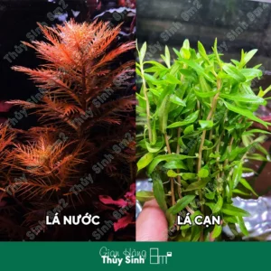Lông Chim (Proserpinaca Palustris Cuba)