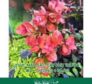 Cây Ovalis Pink Ludwigia