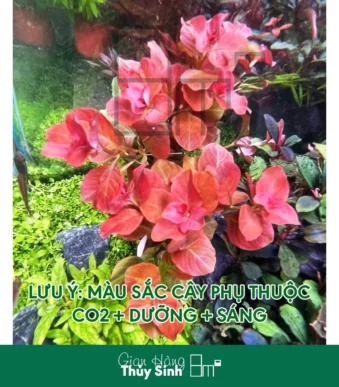 Cây Ovalis Pink Ludwigia