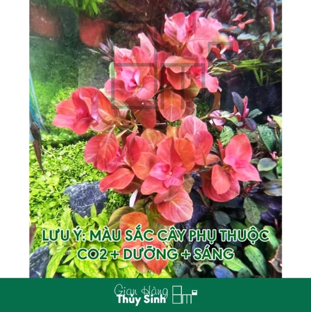 Cây Ovalis Pink Ludwigia