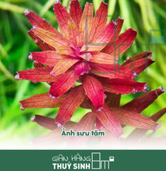 Rotala Myanmar
