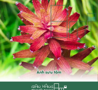 Rotala Myanmar