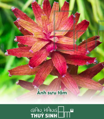Rotala Myanmar