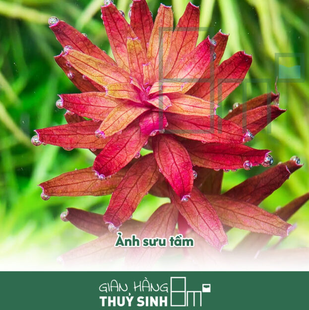 Rotala Myanmar