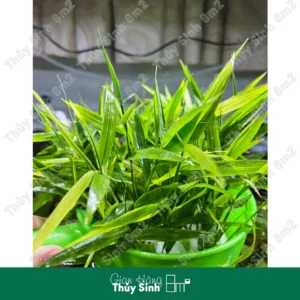 Tre Thuỷ Sinh (Murdannia Keisak)