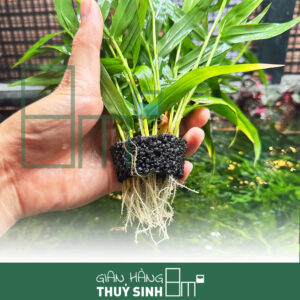 Tre Thuỷ Sinh (Murdannia Keisak)